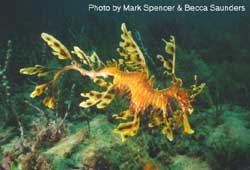 leafy seadragon