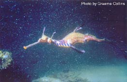 weedy seadragon