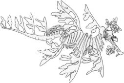leafy seadragon line drawing