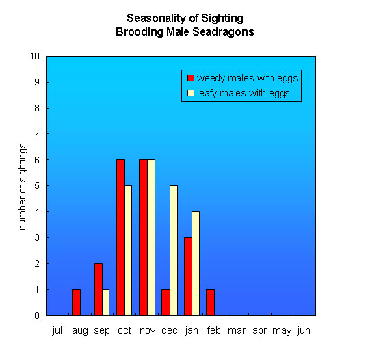 brooding male seadragon chart